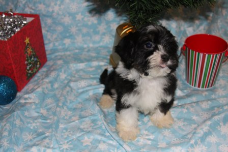 havanese-puppies